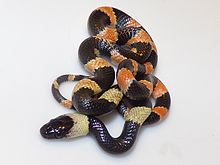 Oxyrhopus petolarius - Colombia.jpg