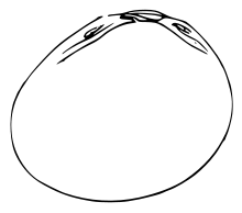 Pisidium subtruncatum 2.svg