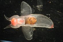 Sea angel.jpg