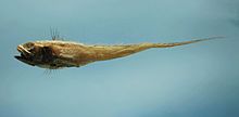 Vaillant's grenadier ( Bathygadus melanobranchus ).jpg