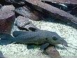Auchenoglanis occidentalis 01 by Line1.JPG