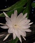 Epiphyllum pumilum flower 3.jpg