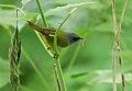 Mourning Warbler (34737393215).jpg