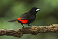 Passerini's Tanager - Sarapiqui - Costa Rica S4E0838 (26712310255).jpg