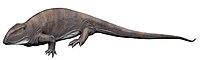 Ophiacodon NT small.jpg