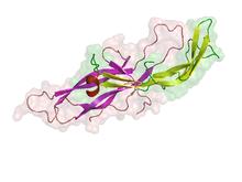 HCG structure.png