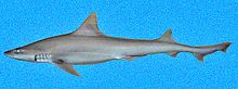 Mustelus canis SI2.jpg