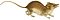 The zoology of the voyage of the H.M.S. Erebus and Terror (Sminthopsis leucopus).jpg