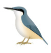 Sitta tephronota.png