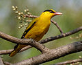 Black-naped Oriole eyeing on Lannea coromandelica fruits W IMG 7470.jpg