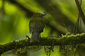 Olivaceous Piha - Colombia S4E3368 (16835513815).jpg