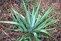 Yucca cernua fh 1184.94 TX B.JPG