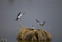 Batalla de golondrinas de mar (Sterna hirundo).jpg