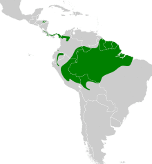 Deconychura longicauda map.svg