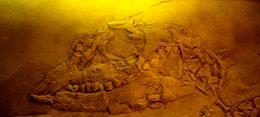 Paraplacodus broili.JPG