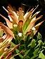 Mimetes fimbrifolius (5211424654).jpg