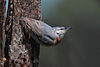 090503 Krupers nuthatch east of Gulf of Kalloni.jpg