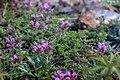 Базаихский разрез, Thymus serpyllum.jpg