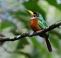Galbula albirostris - Yellow-billed jacamar (male).jpg