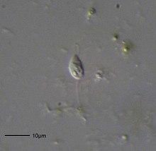 Bodo saltans - 400x (13895749563).jpg