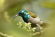 Greenheadsunbird.jpg