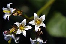 Nephrophyllidium crista-galli.jpg