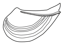 Technophorus sharpei.svg