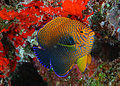Centropyge potteri.jpg