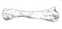 Chienkosaurus ulna.jpg