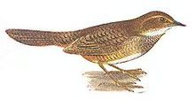 Atrichornis-clamosus.jpg
