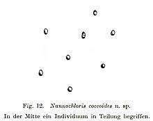 Marvania coccoides as Nannochloris coccoides.jpg