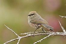 White-browed Tit Warbler female at Panamic, Nubra Valley, Ladakh, India.jpg
