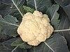 Cauliflower 2 bd-c.jpg
