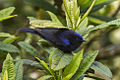 Capped Conebill - Ecuador S4E4700 (22882391489).jpg