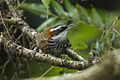 Taiwan Scimitar-babbler - Taiwan S4E6137 (19301824690).jpg