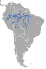 Amazonian Manatee.png
