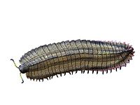 Arthropleura NT small.jpg