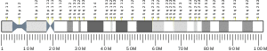 Chromosome 15 (human)