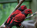 Eos squamata -Kuala Lumpur Bird Park, Malaysia-8a-3c.jpg