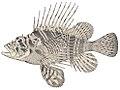 FMIB 42560 Pterois sphex Jordan & Evermann; from the type 2.jpeg
