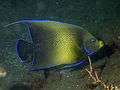 Semicircle angelfish (Pomacanthus semicirculatus).jpg