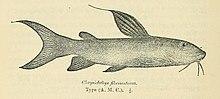 Chrysichthys auratus.jpg