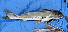 Pimelodidae Callophysus macropterus.jpg