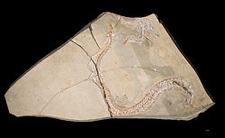 Eupodophis descouensi Holotype.jpg