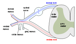 Spinal nerve.svg