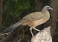 066 - PLAIN CHACHALACA (11-14-2016) national butterfly center, missin, hidalgo co, tx -03 (31012955630).jpg