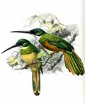 Galbula galbula Keulemans.jpg