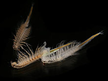 Artemia salina 4.jpg