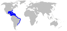 Dasyatis americana rangemap.png