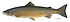 Salmo salar (crop).jpg